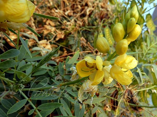 Indian Senna
